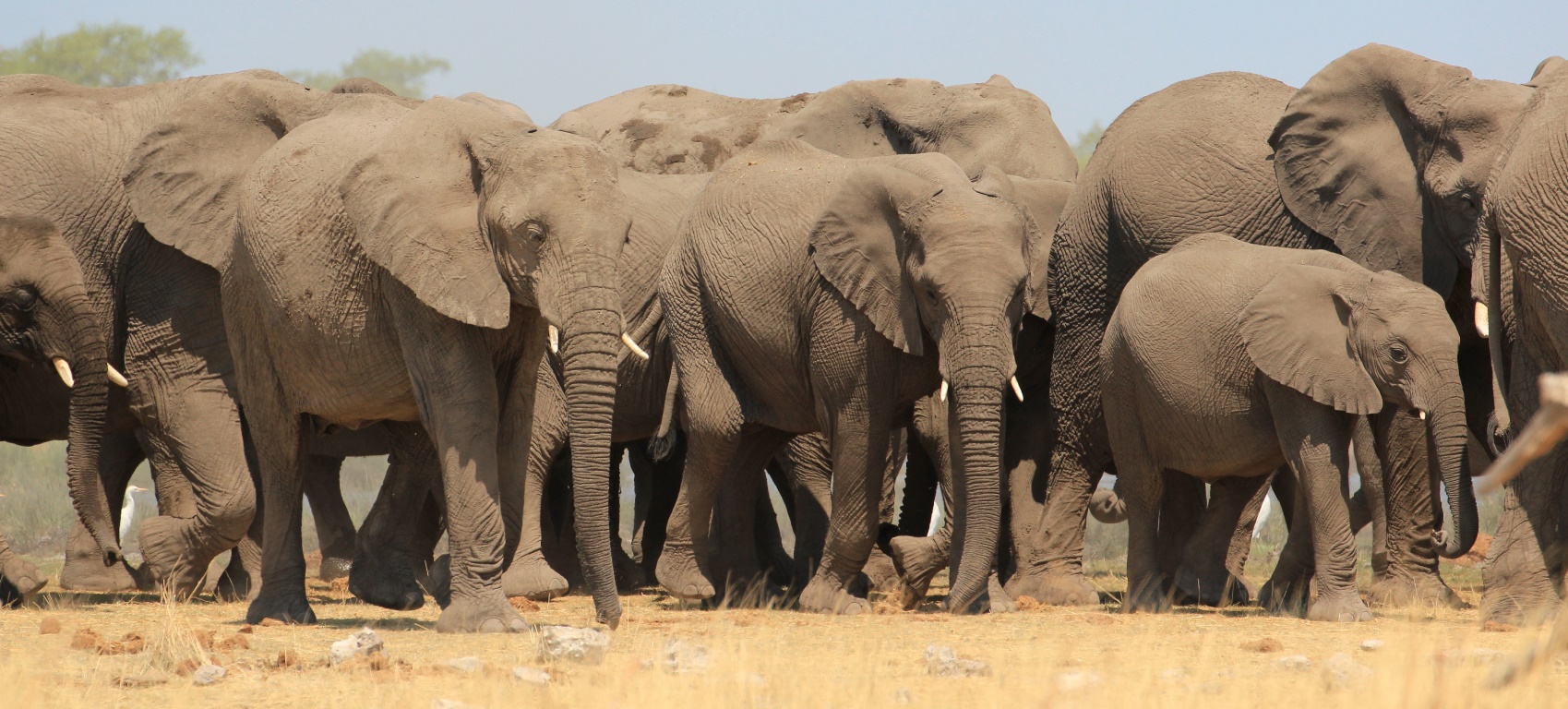 Herd of elephants milling around