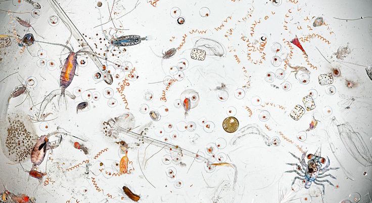 Image of pond water micro-organisms under microscope