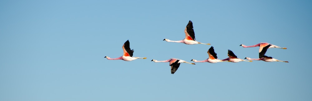 A flock of flamingos flying in formation