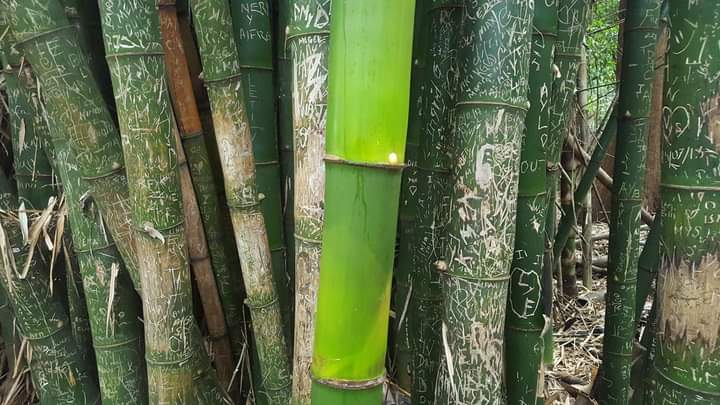 Bamboo growing during the COVID pandemic, free of human carving, surrounded by vandalized bamboo
